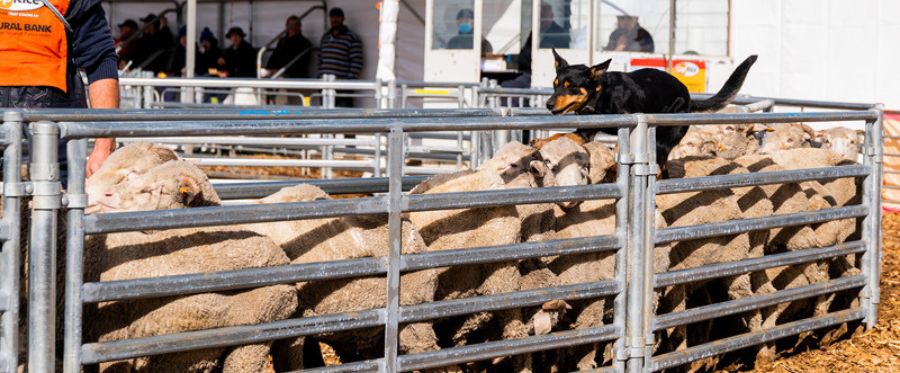 Sheepvention (Hamilton)