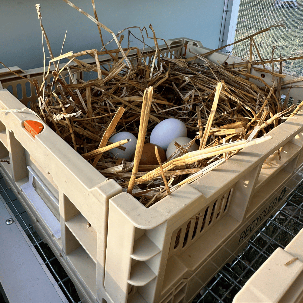 Collapsible Chicken Nesting Box