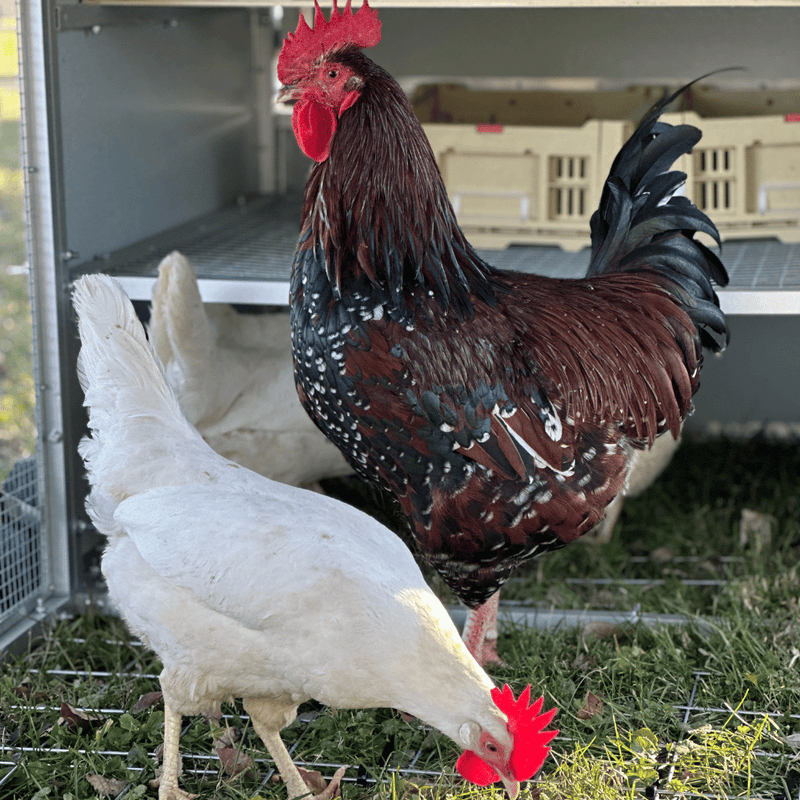 Nested Collapsible Collapsible Chicken Nesting Box