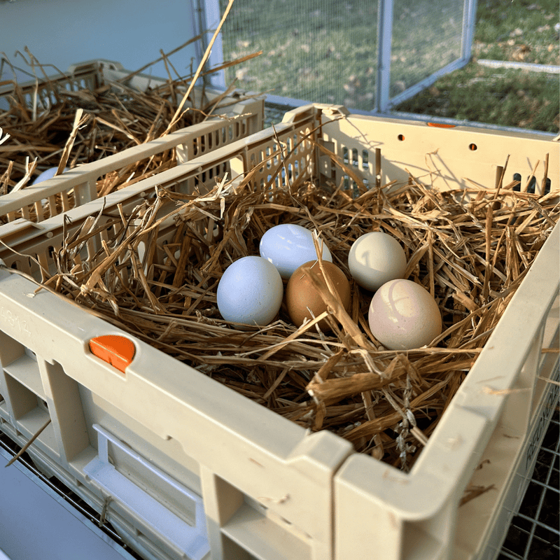 Nested Collapsible Collapsible Chicken Nesting Box