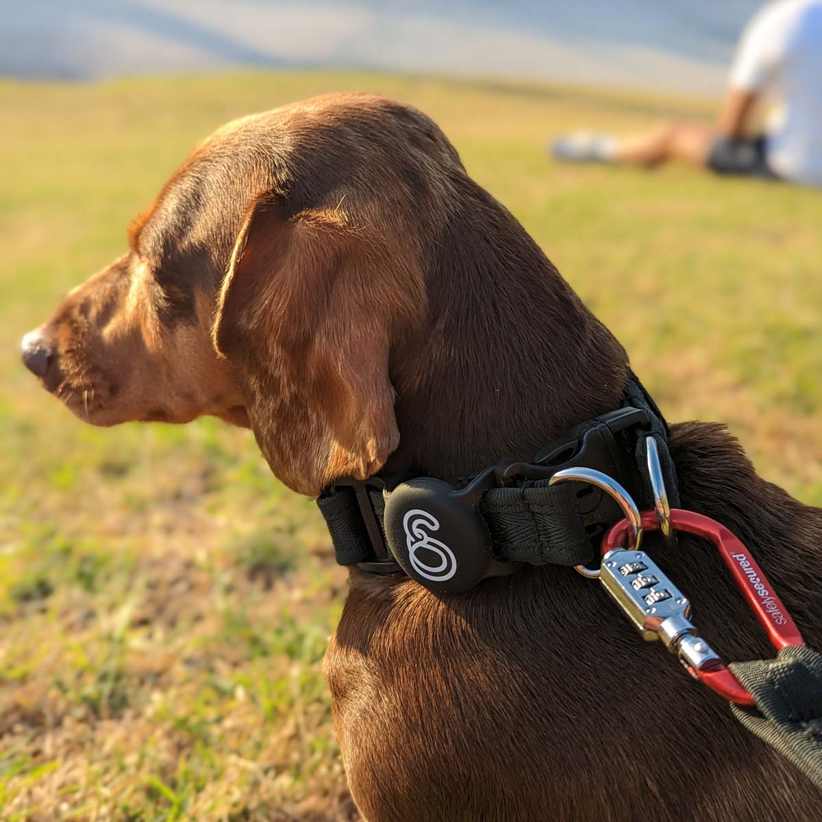 Black Apple Airtag Holder, attached to Collar