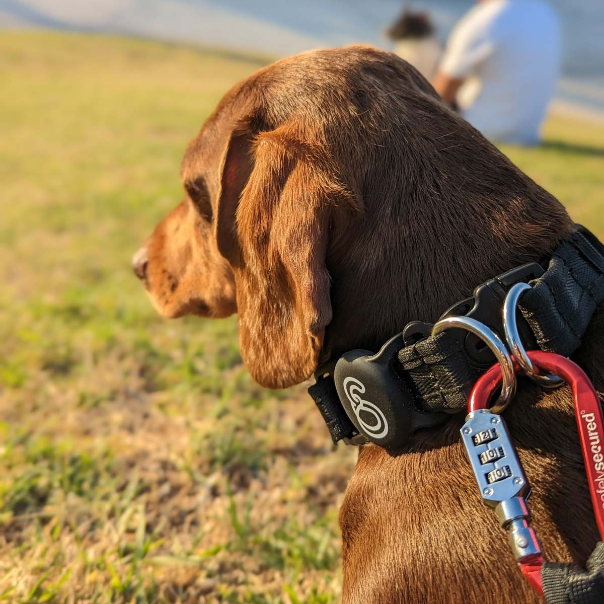 Black Apple Airtag Holder, attached to Collar