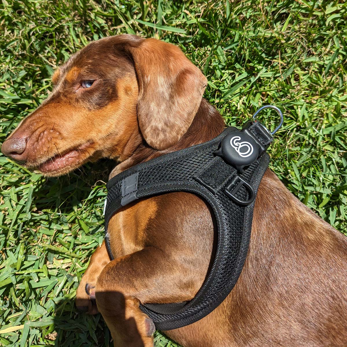 Black Apple Airtag Holder, attached to harness