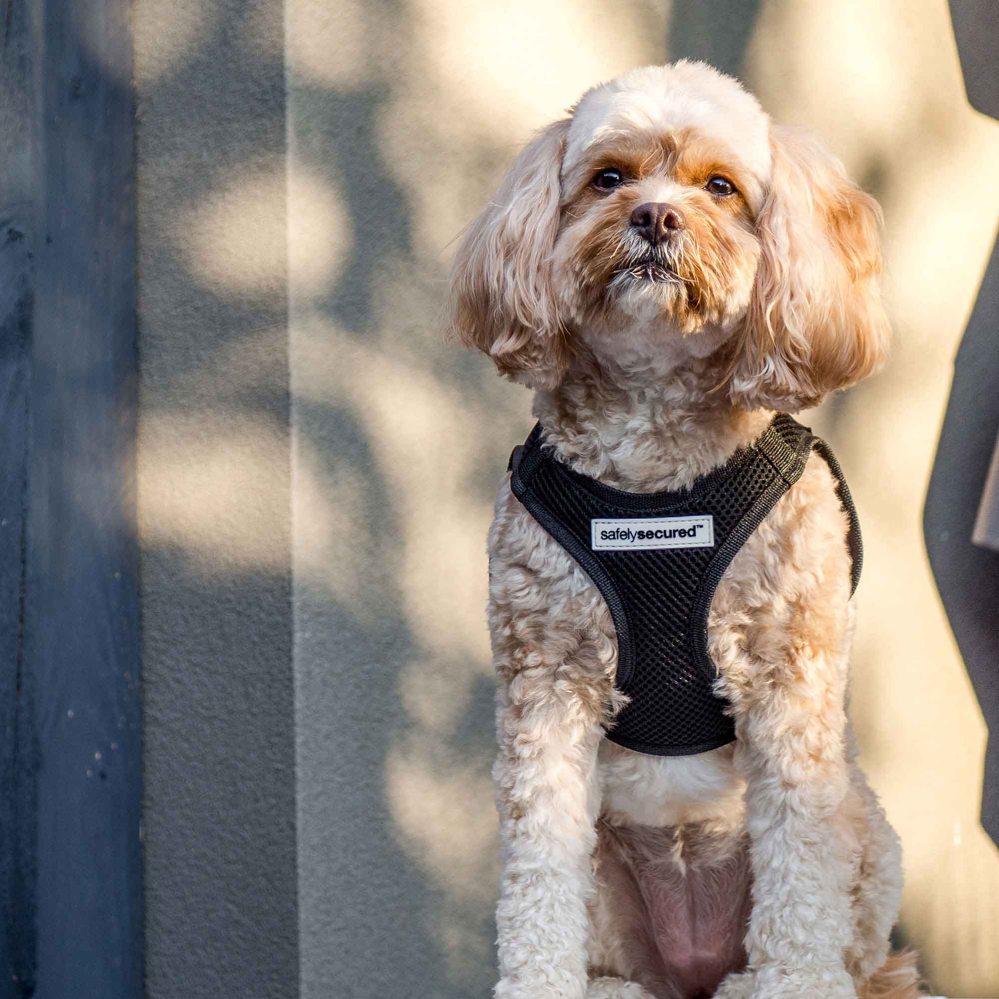 [Premium Quality Anti-Theft Dog Lead & Harness Online]-Safely Secured