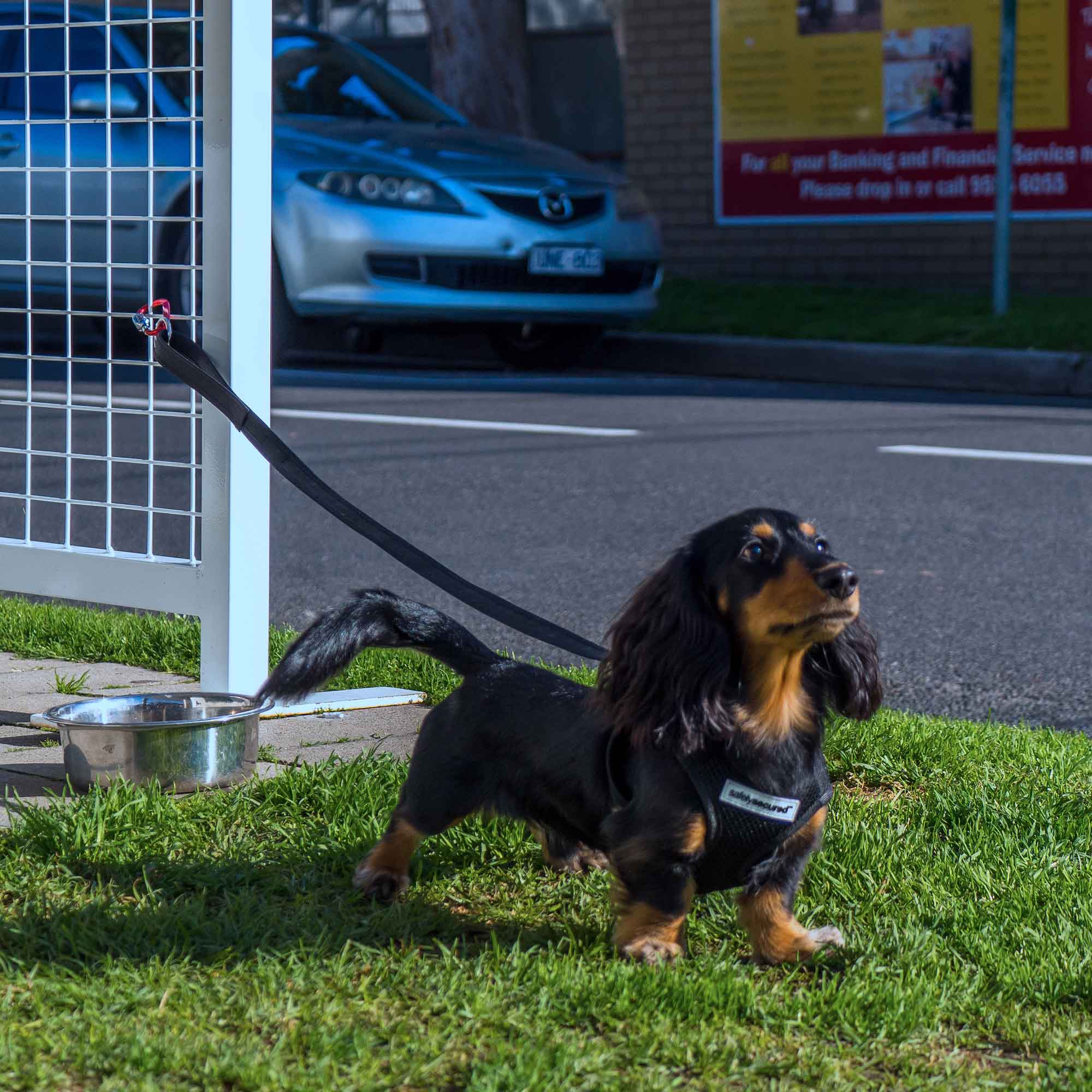 [Premium Quality Anti-Theft Dog Lead & Harness Online]-Safely Secured