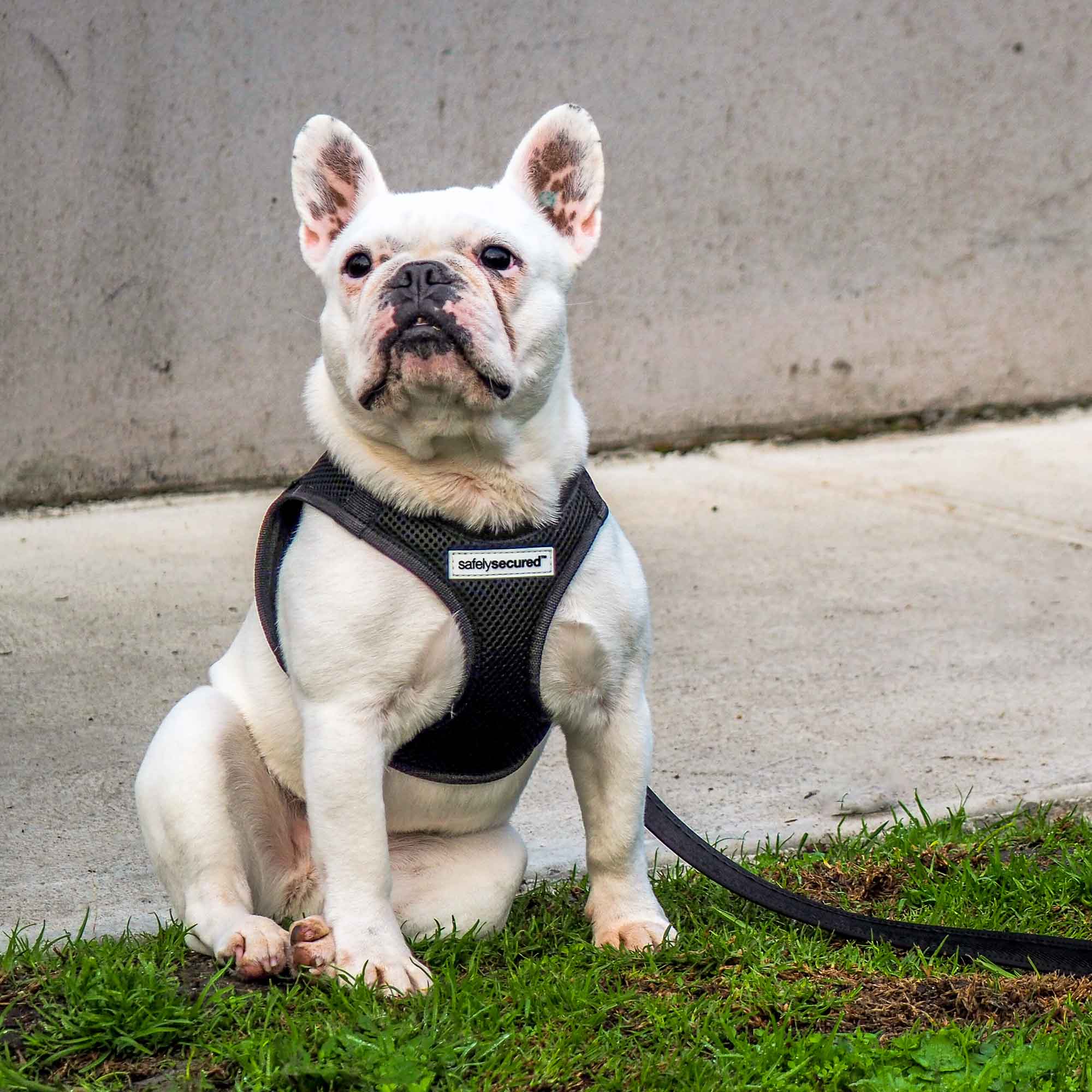 [Premium Quality Anti-Theft Dog Lead & Harness Online]-Safely Secured