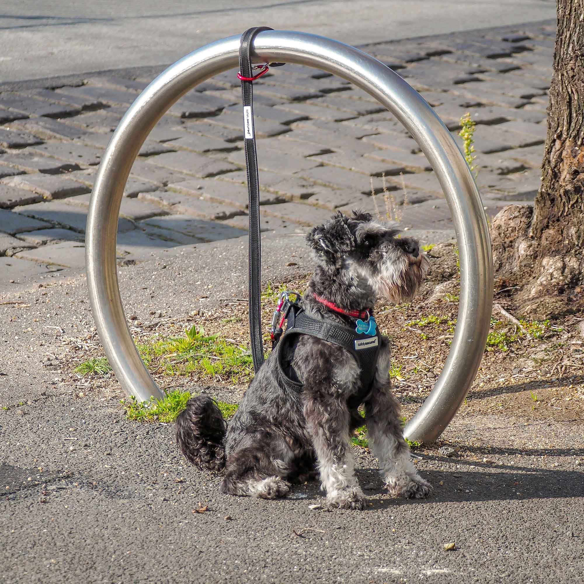 [Premium Quality Anti-Theft Dog Lead & Harness Online]-Safely Secured